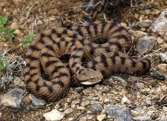 Vipère aspic (Vipera aspis)