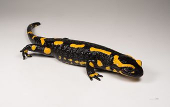 Salamandre tachetée (Salamandra salamandra)